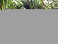 Maya Bijou Raped in the Forest