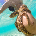 Octopus tentacles xxx nude underwater photos