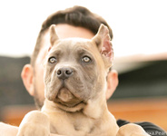 Alexa Pearl Collection