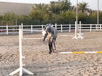 Molly Jane - Sarah Myrth Winslow