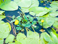 Natasha Allfinegirls 33-0