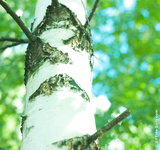 Natasha Allfinegirls 38