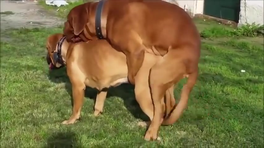Bfdogvideo - Good Dog Fukking xxx